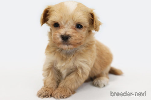 成約済の神奈川県のミックス犬-348760の2枚目